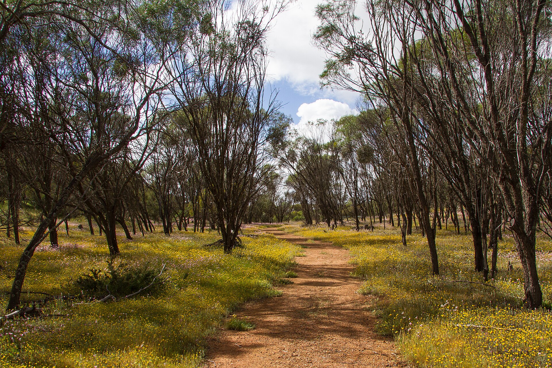 Where to See Wildflowers in Western Australia: Month-by-Month Drive Guide