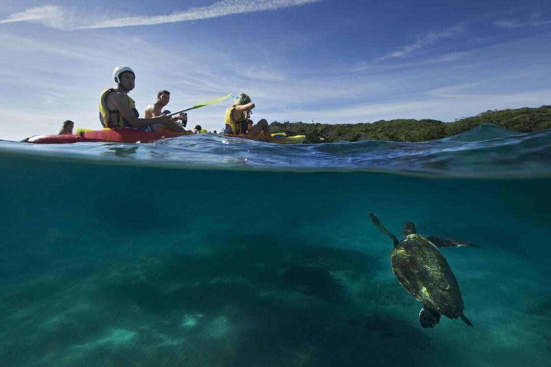 Kayaking, Brunswick River Nature Tour - Gift Voucher or Instant Booking - Byron Bay NSW