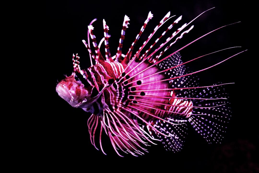 Aquarium by Twilight, Guided Nocturnal Tour Cairns QLD