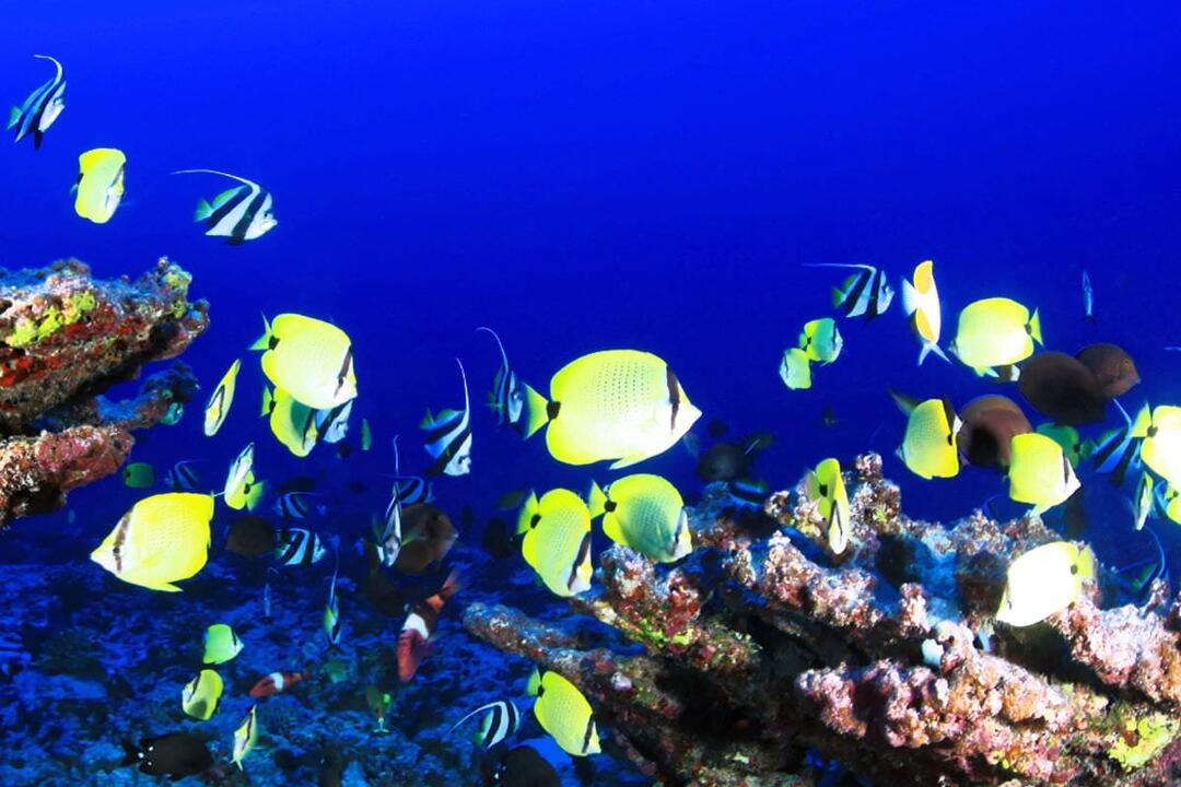 Introductory Dive Mooloolaba Double Dive - Gift Voucher or Instant Booking - Mooloolaba QLD