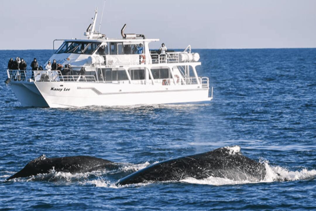 Phillip Island Whale Watch Rhyll VIC