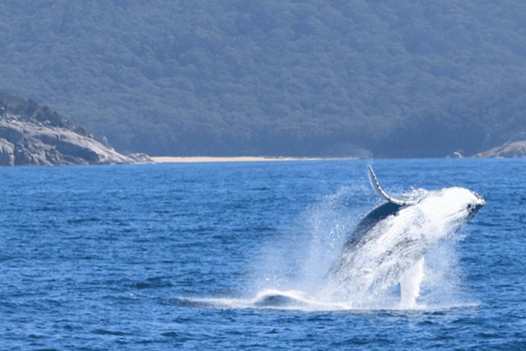 Wilsons Prom Whale Watch Gift Voucher - Port Welshpool VIC