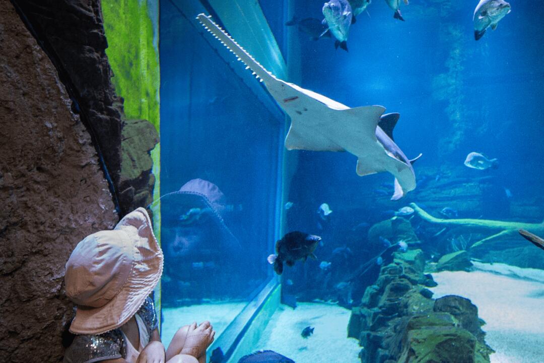 Cairns Aquarium General Admission Cairns QLD