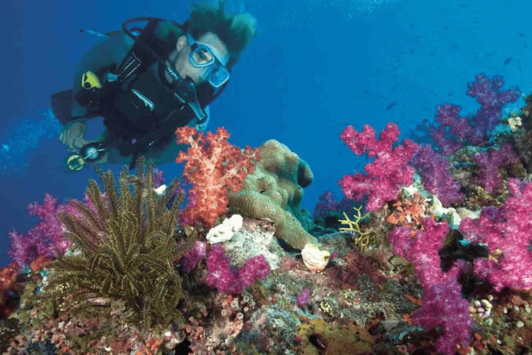 Single Scuba Dive at WaveBreak Island - Gift Voucher or Instant Booking - Main Beach QLD
