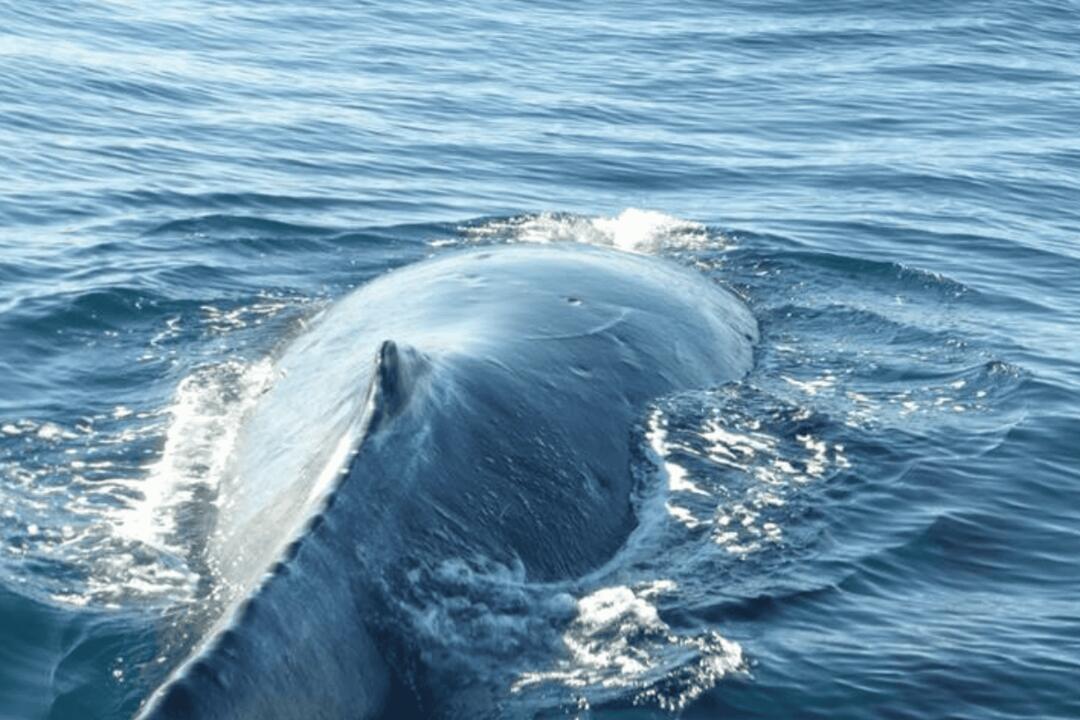 Sydney Dolphin and Whale Watching Manly Wharf NSW