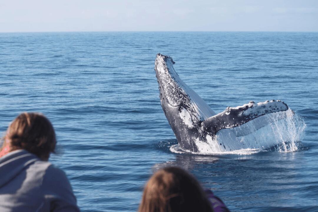 Whale Watch at Whale Heritage Site Hervey Bay QLD