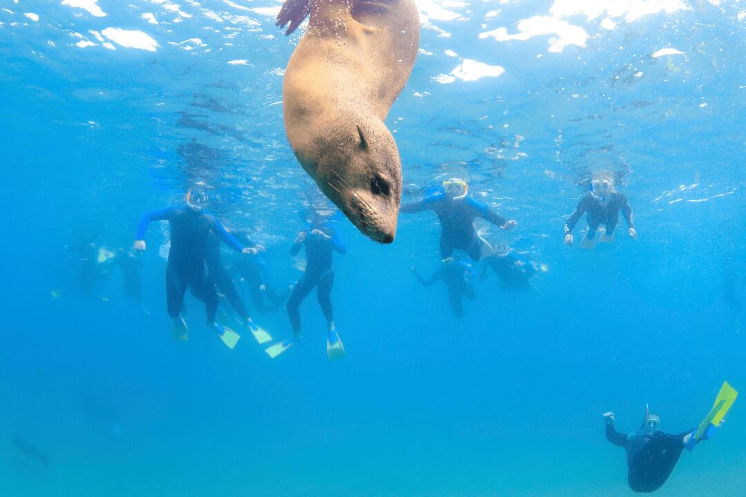 Two-Hour Seal Encounter Snorkel Adventure - Gift Voucher or Instant Booking - Sorrento VIC