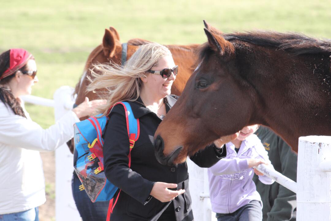Half Day Racehorse Tour Melbourne VIC