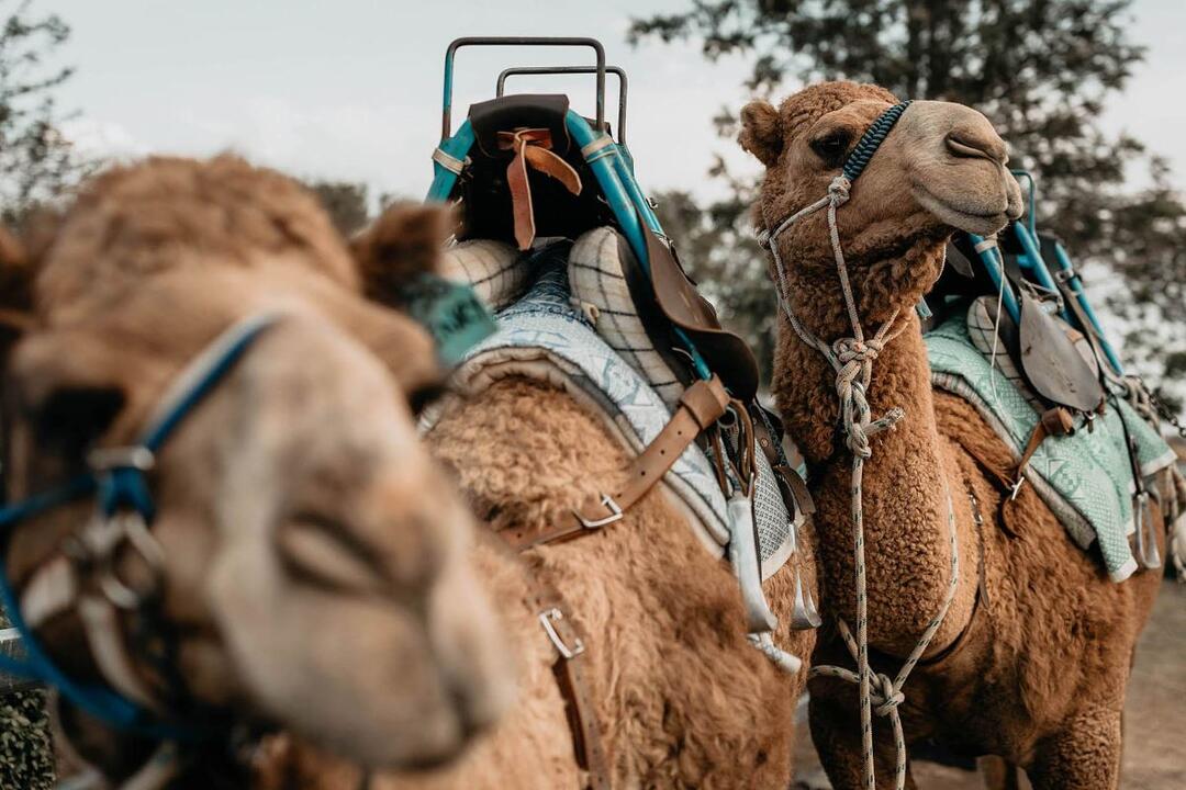 Camel Experience, Paddock to Plate Instant Booking - Harrisville QLD
