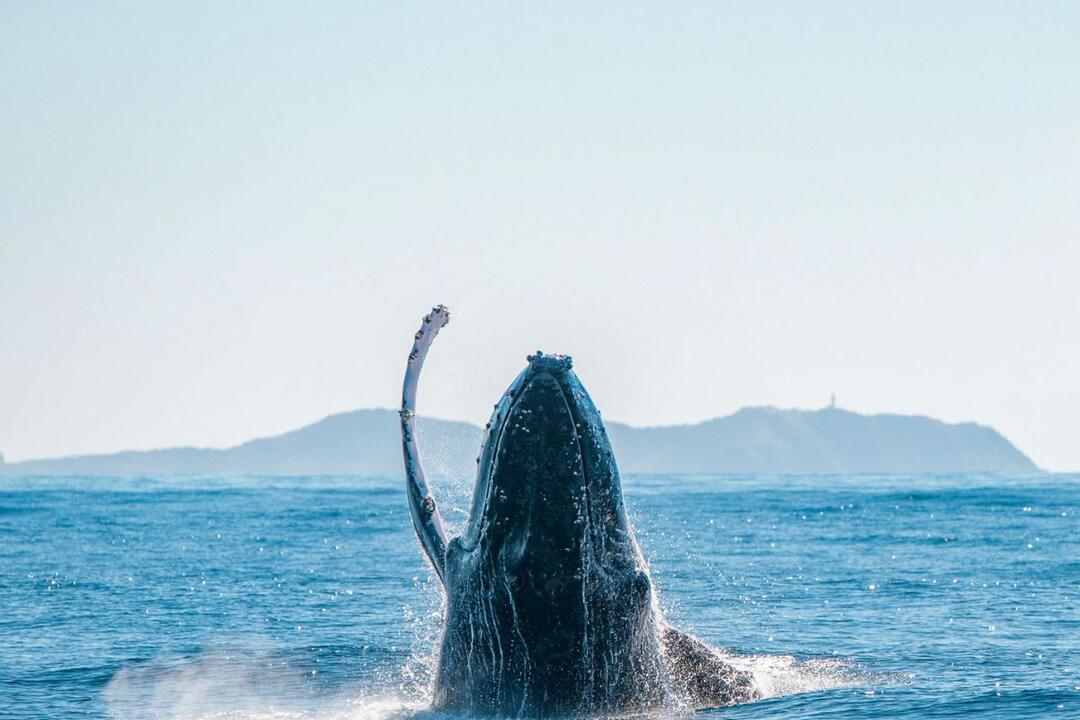 Byron Bay Whale Watching Tour Gift Voucher - Ballina NSW