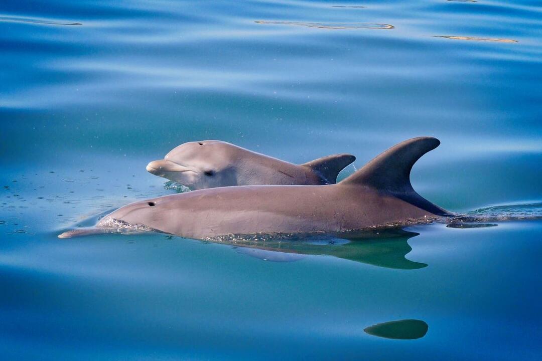 Swim With The Dolphins Gift Voucher - Bunbury WA