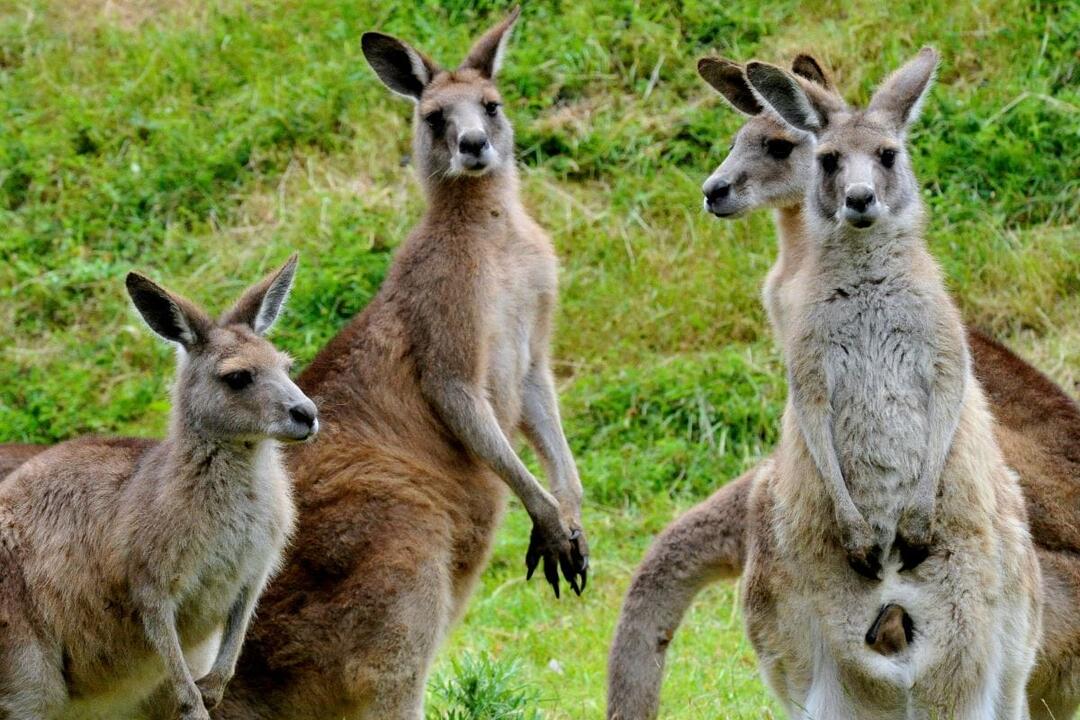 Healesville and Phillip Island Wildlife Bus Tour Healesville VIC