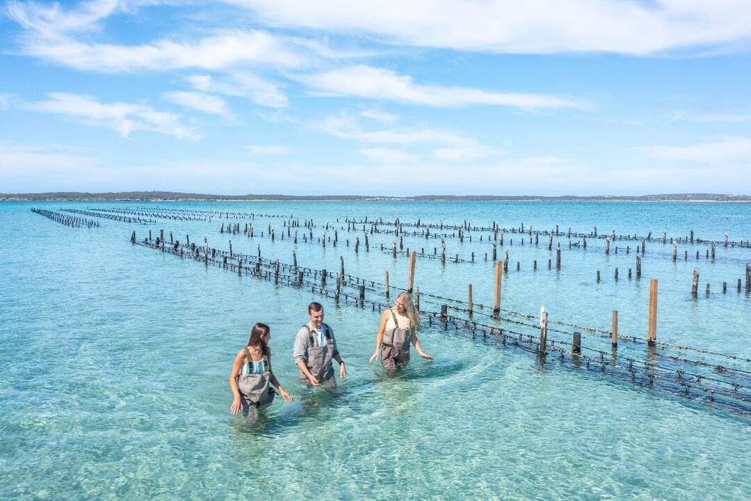 Oyster Farm and Bay Tour with Wading Coffin Bay SA