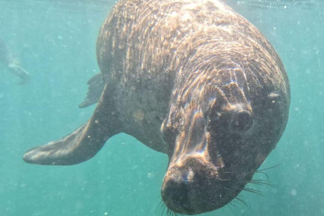 Three Island Wildlife Snorkel Rockingham WA