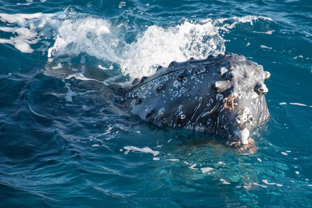Morning Whale Watch Cruise Hervey Bay QLD