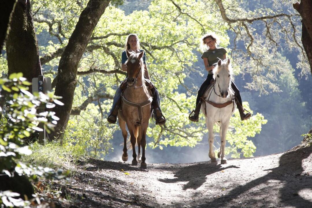 Helicopter and Horse Ride with Picnic Instant Booking - Hunter Valley NSW