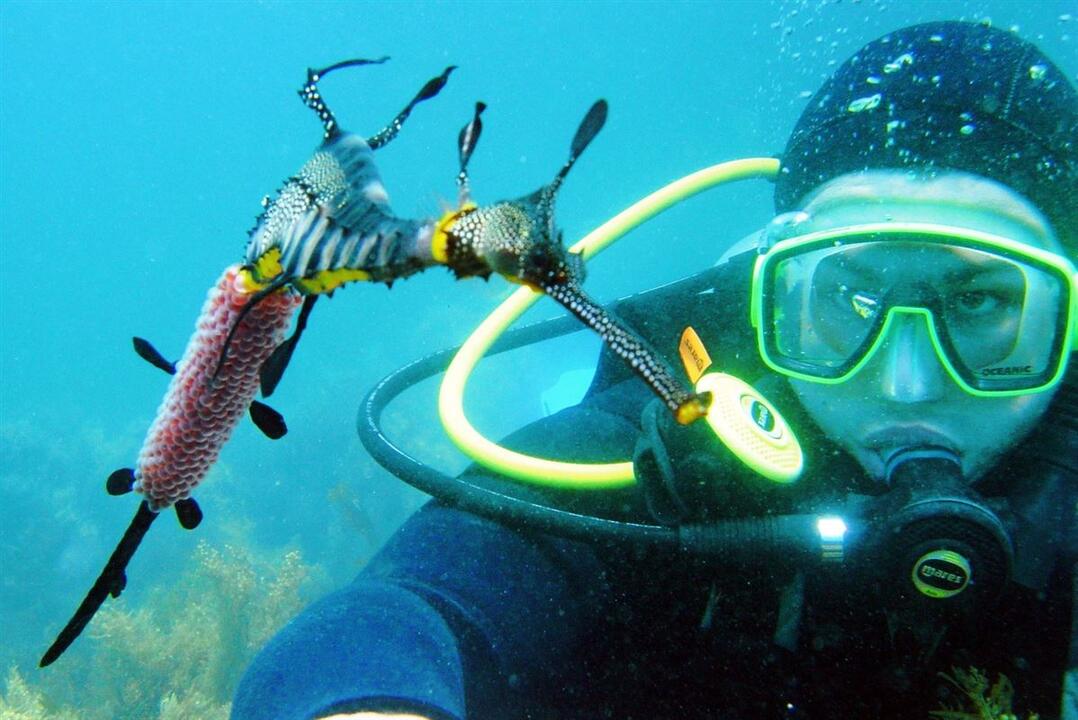 Discover SCUBA Dive Portsea VIC