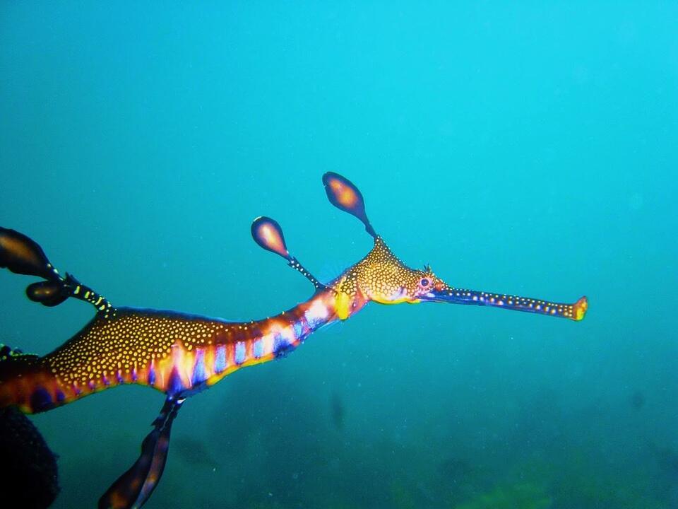 Snorkel with Sea Dragons Portsea VIC