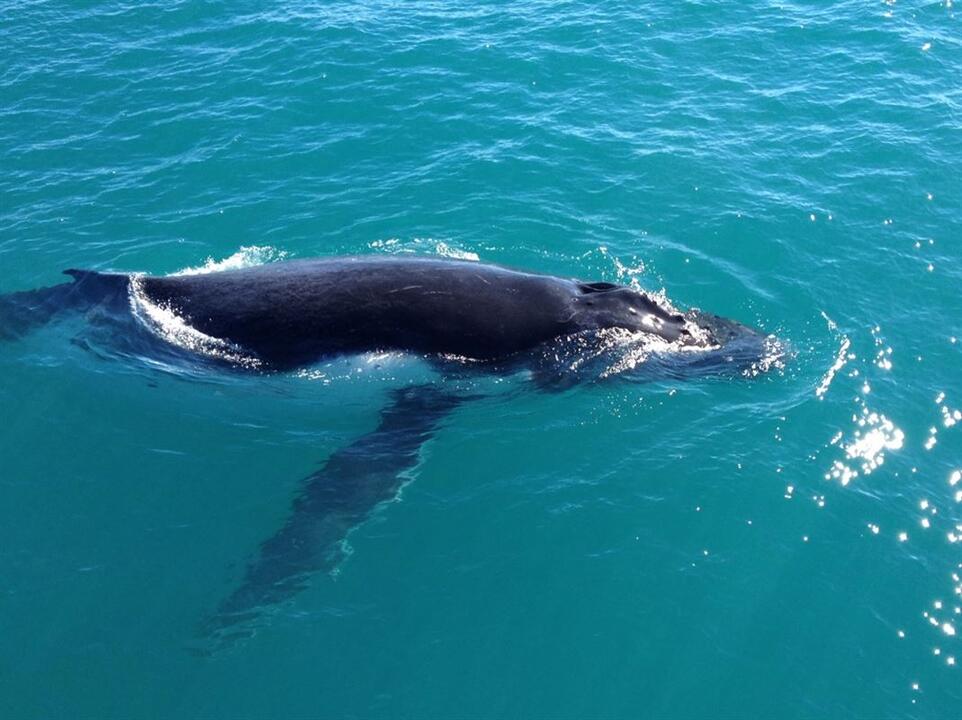 Afternoon Whale Watching Cruise Instant Booking - Broome WA