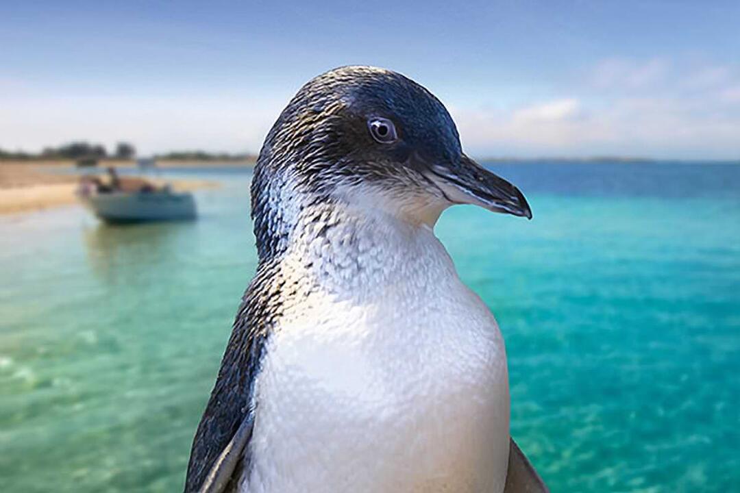 Dolphin, Penguin and Sea Lion Cruise Gift Voucher - Rockingham WA