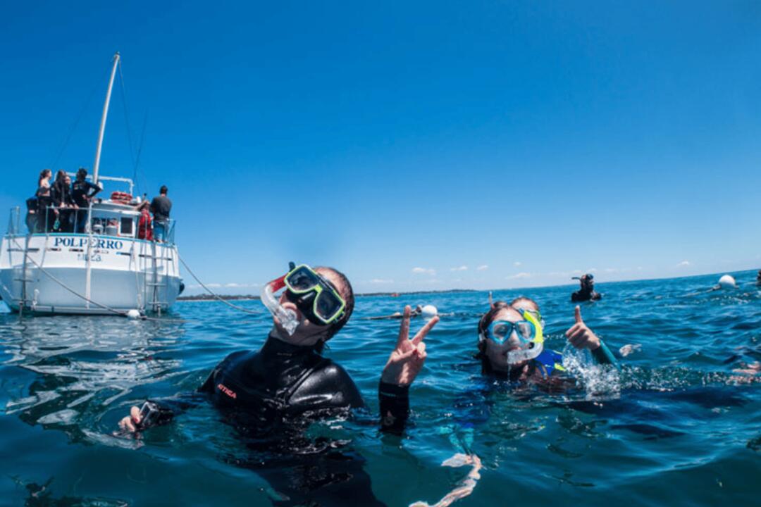 Swim with the Dolphins in Sorrento Gift Voucher - Sorrento VIC