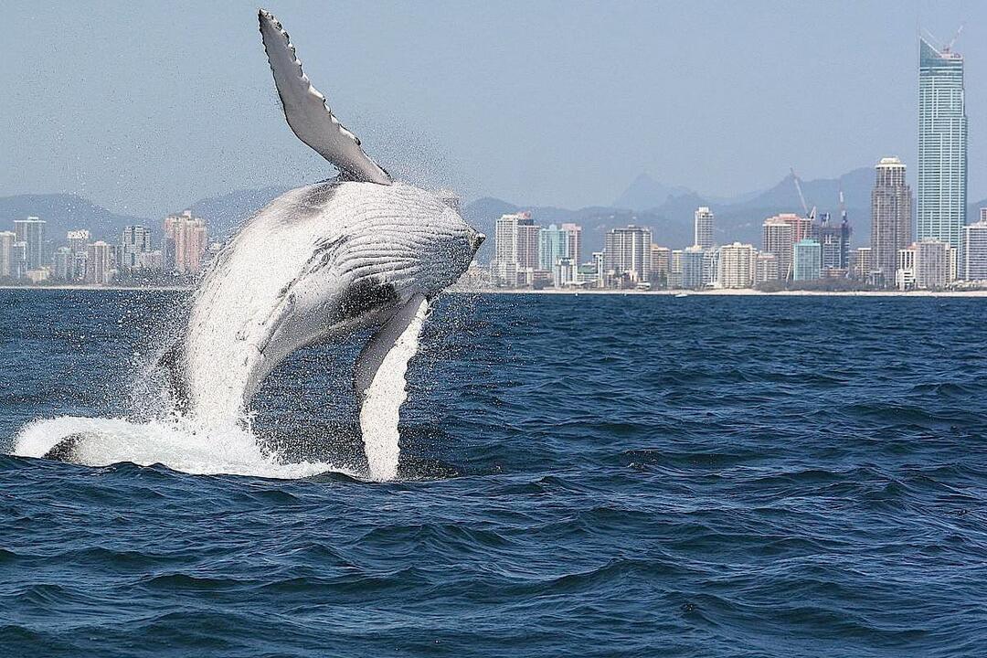Whales in Paradise Family Pass - Gift Voucher or Instant Booking - Surfers Paradise QLD