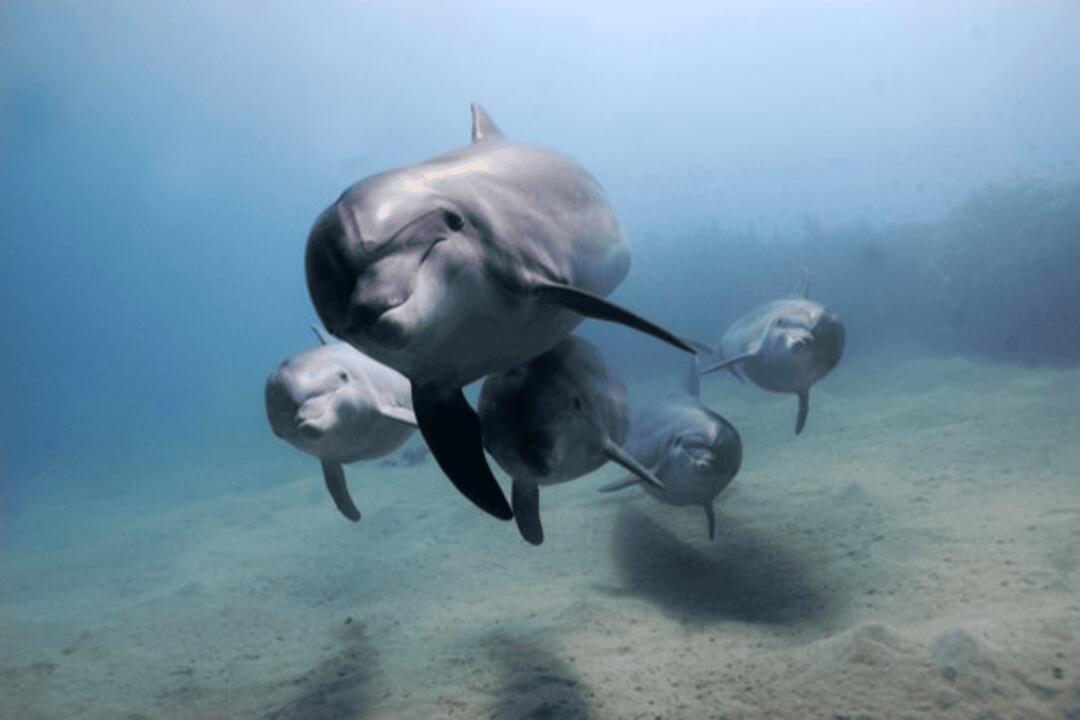Swim with Dolphins, Adult - Gift Voucher or Instant Booking - Sorrento VIC