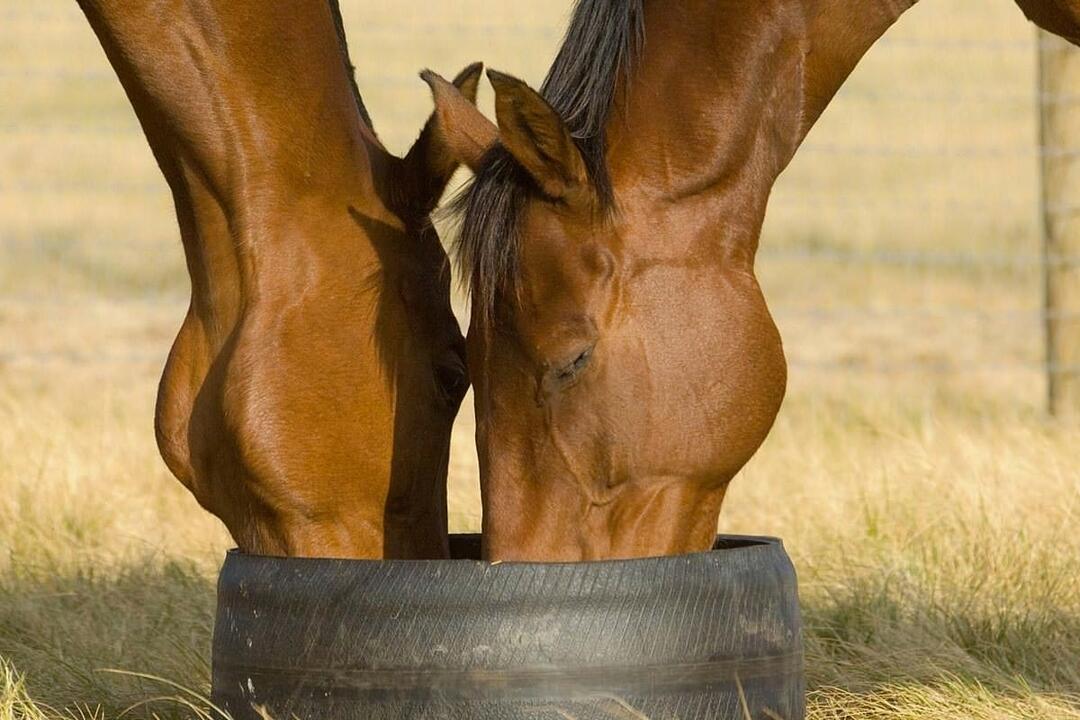 Horses, Wine and Beer Tour Melbourne VIC