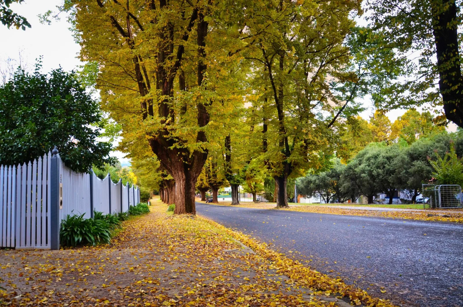 Autumn in Bright, Victoria