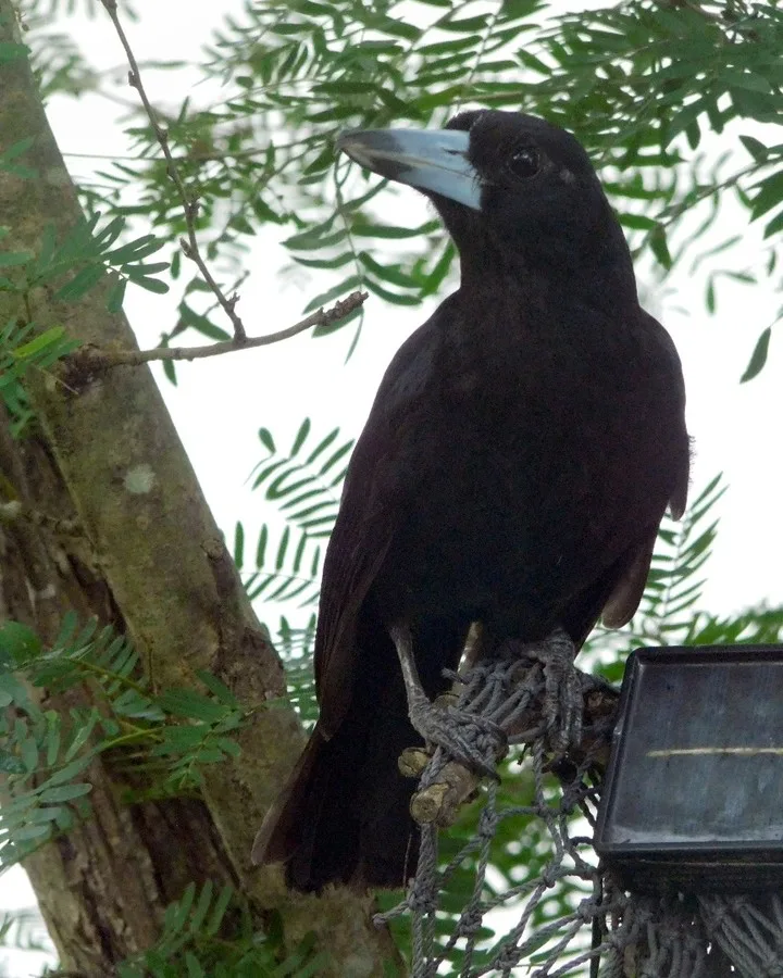 Black Butcherbird in front yard tree in Edge Hill, tropical Far North Queensland, Australia