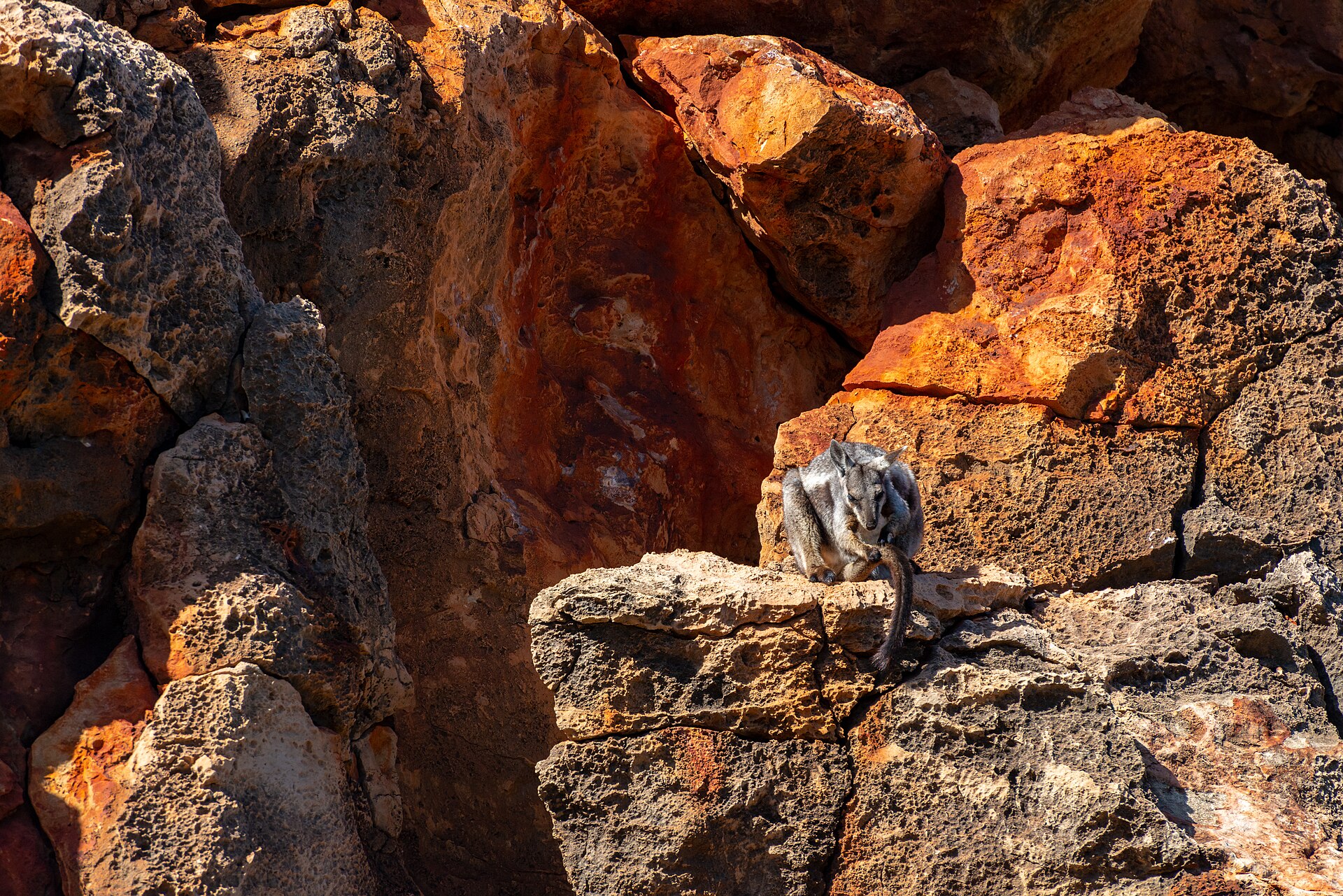Rock Wallabies, Yardie Creek, Cape Range National Park