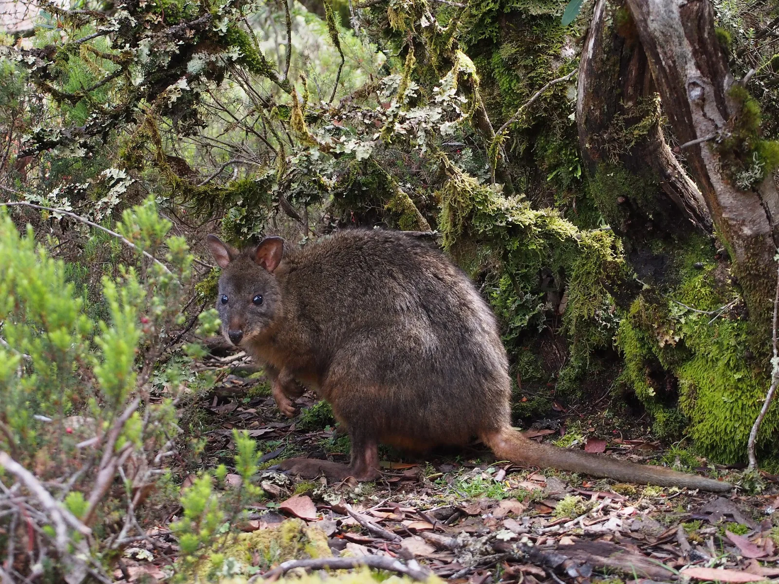 Red-bellied pademelon, at Cradle Mountain National Park, Tasmania.
