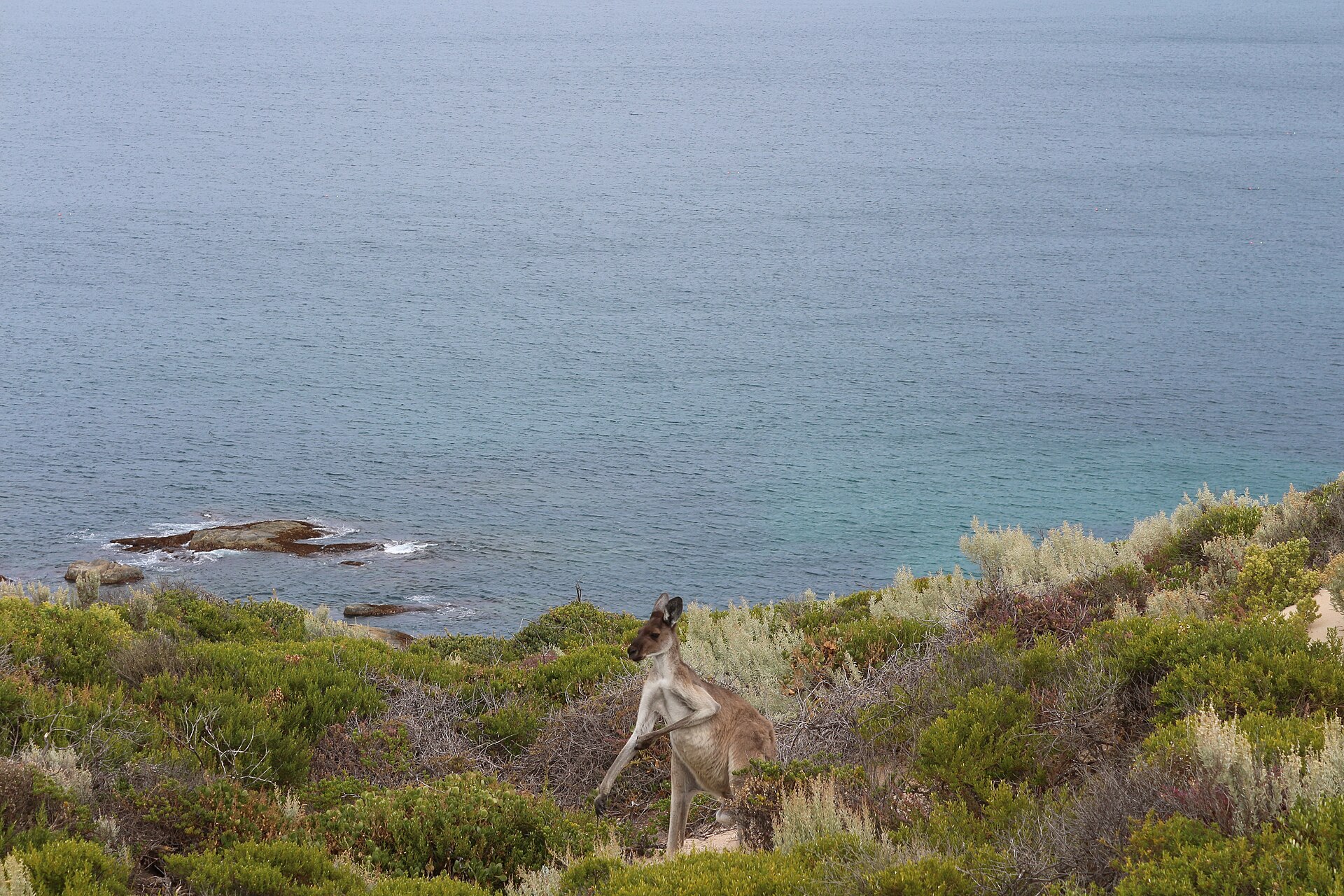 A cozy and curious kangaroo scratching his arm in a cloudy summer morning near the Cape Spencer Lighthouse in the Innes National Park (Yorke Peninsula - SA).