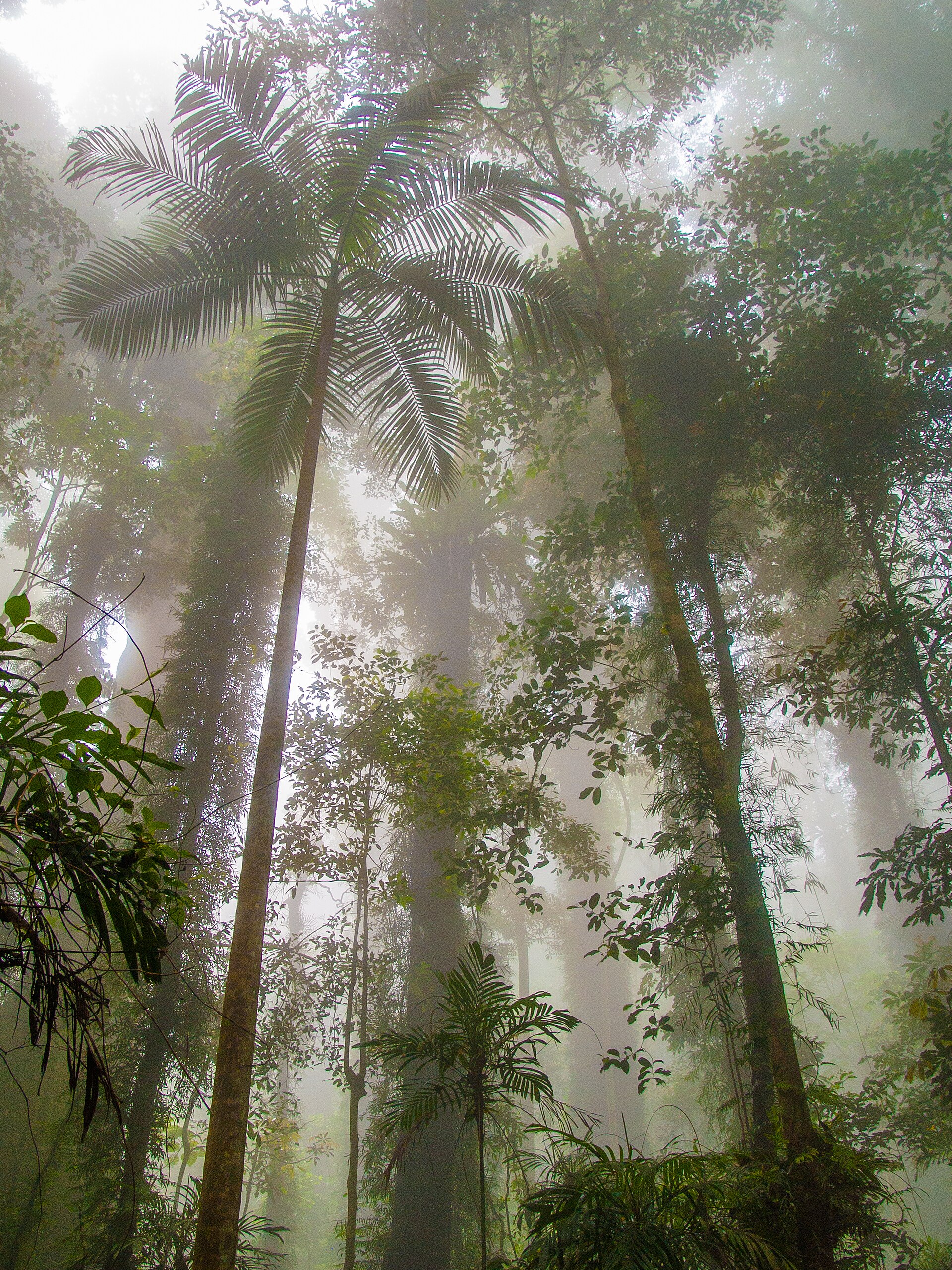 Dorrigo National Park