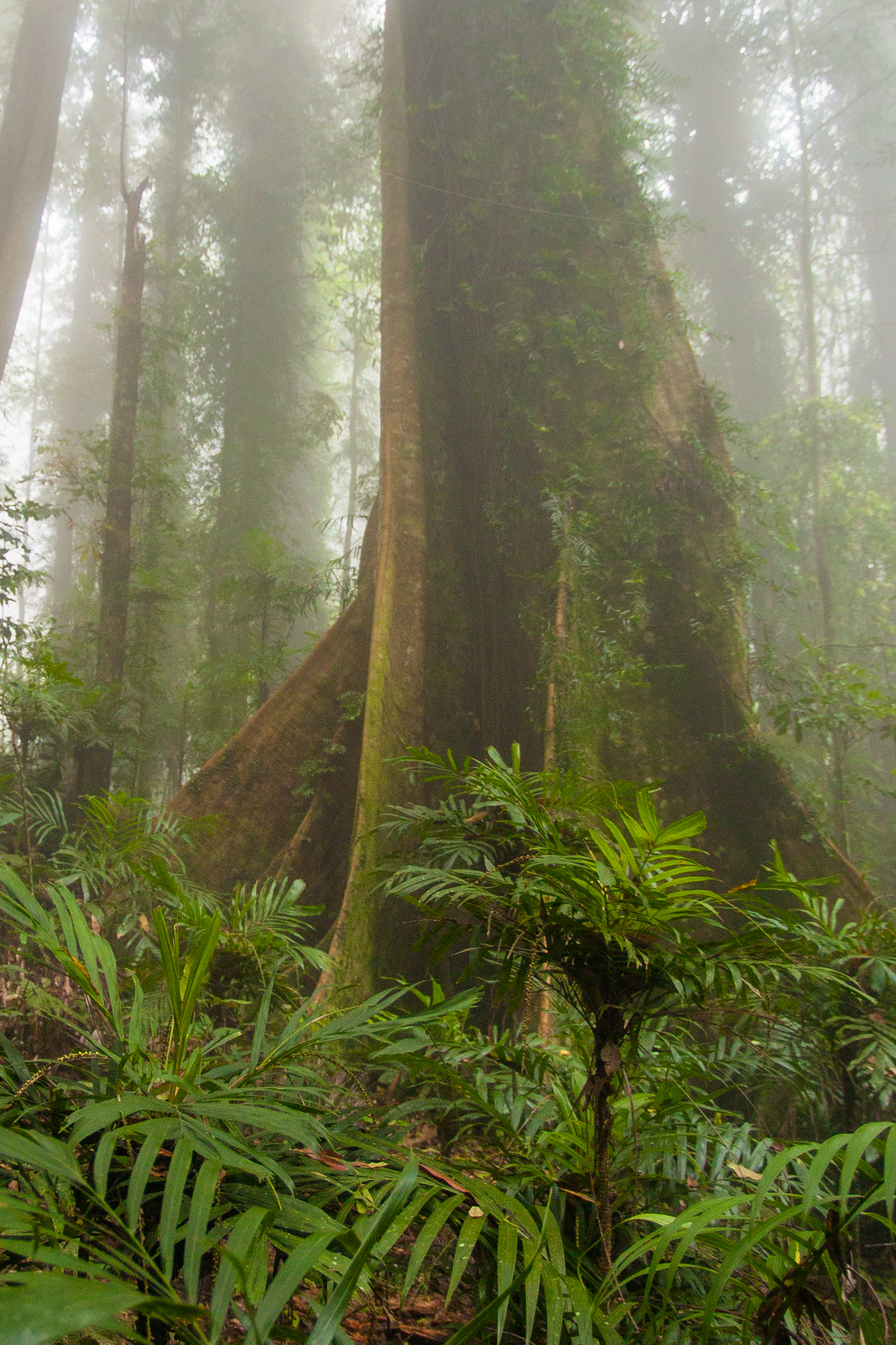 A massive buttressed tree in subtropical rainforest in Dorrigo National Park, New South Wales. Dorrigo National Park is one of approximately 40 reserves making up the Gondwana Rainforests of Australia World Heritage Area.