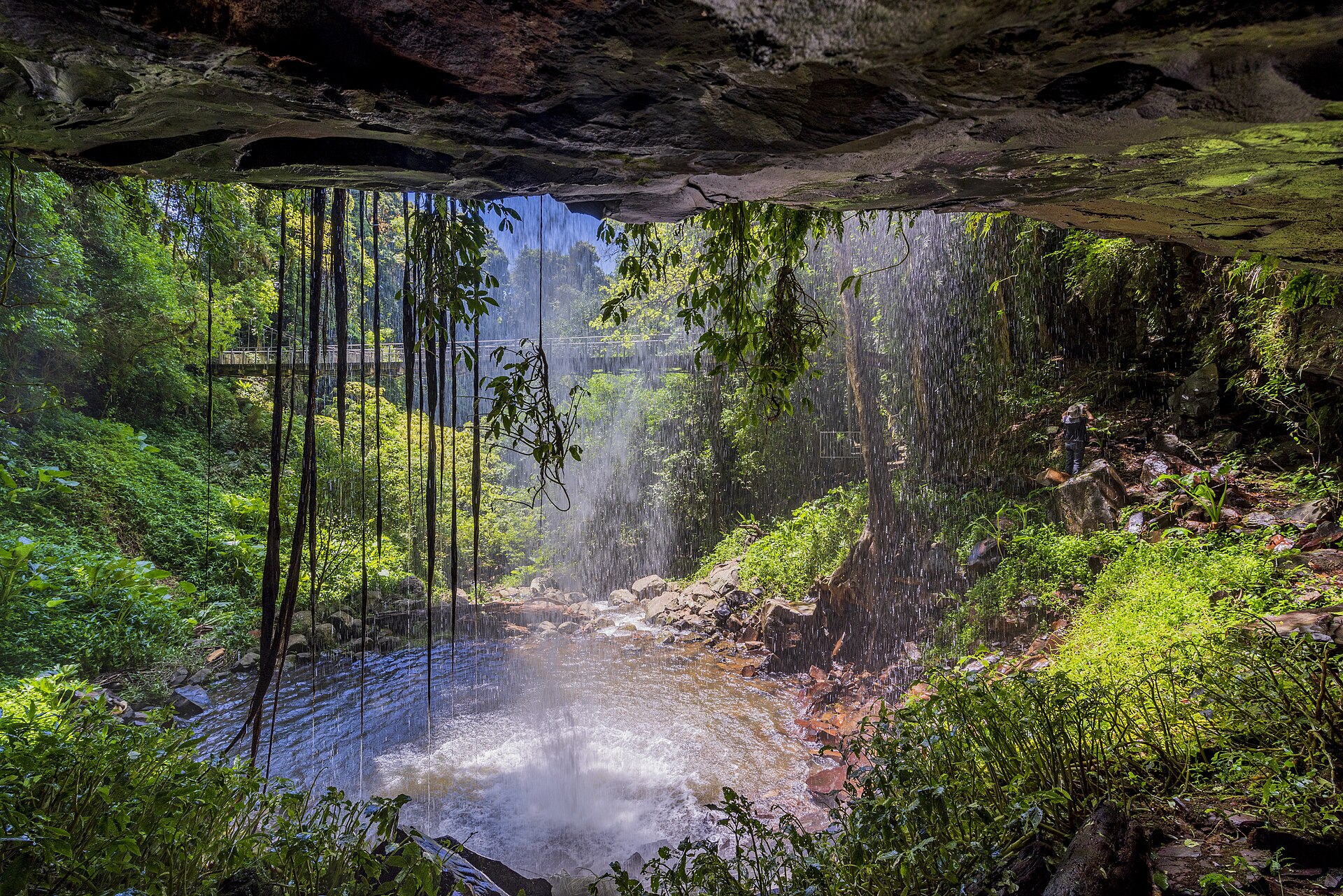 Behind Crystal Shower Falls, Dorrigo National Park