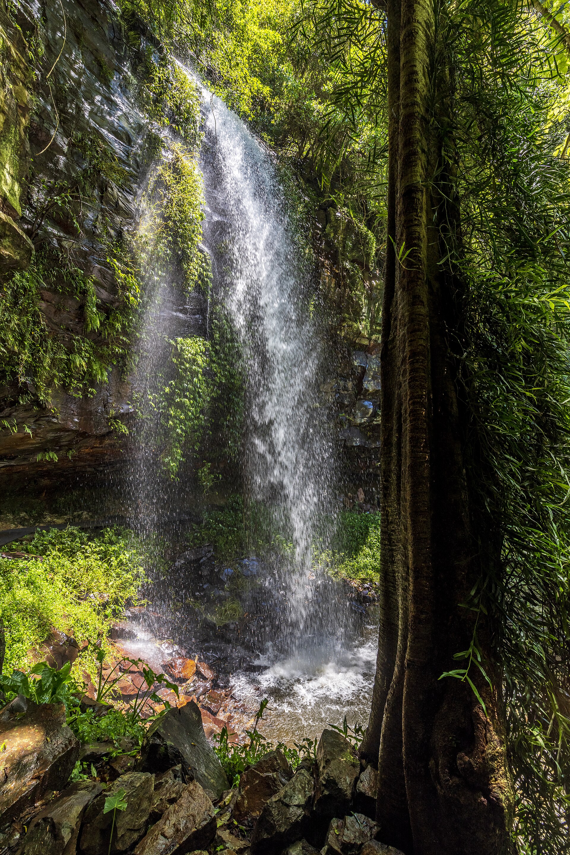 Crystal Shower Falls in Dorrigo National Park