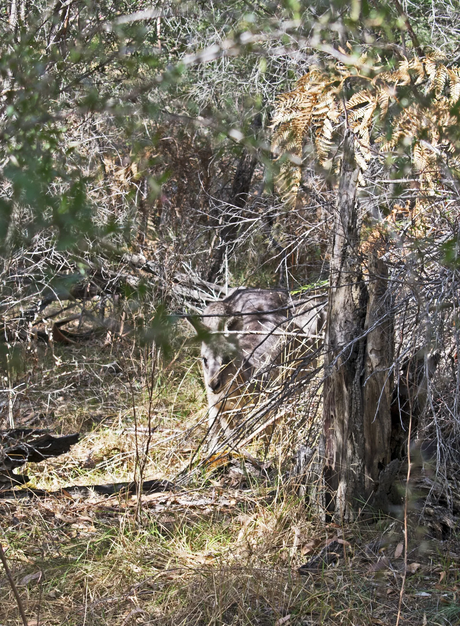 Kangaroo Chatauqua Peak Walk, Grampians National Park, Victoria, Australia