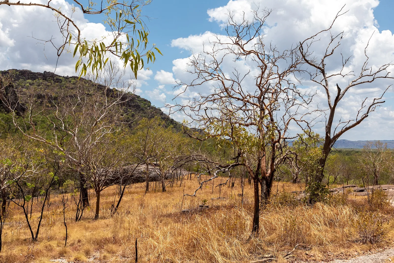 View from Gunwarrdehwarrde Lookout, Kakadu National Park, Northern Territory, AustraliaAs early as the 1930s, local communities and authorities were campaigning for environmental protection in the Northern Territory. In 1956, the park was officially protected under the name Kakadu. In the 1960s, further areas within the current park boundaries were added. In 1979, Kakadu was granted national park status, placing it under stricter protection. In the 1980s, more intensive coordination efforts began between Aboriginal communities, park management, and scientists, including programs to preserve landscapes, animal species, and cultural sites. In 1991, Kakadu was recognized as a UNESCO World Heritage Site along with Uluru-Kata Tjuta, which strengthened its international protection.