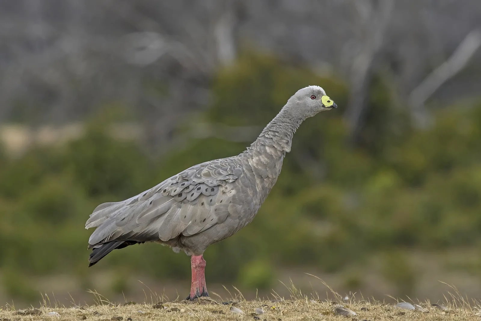 Cape Barren goose (Cereopsis novaehollandiae), Hanson Bay, Kangaroo Island, SA, Australia