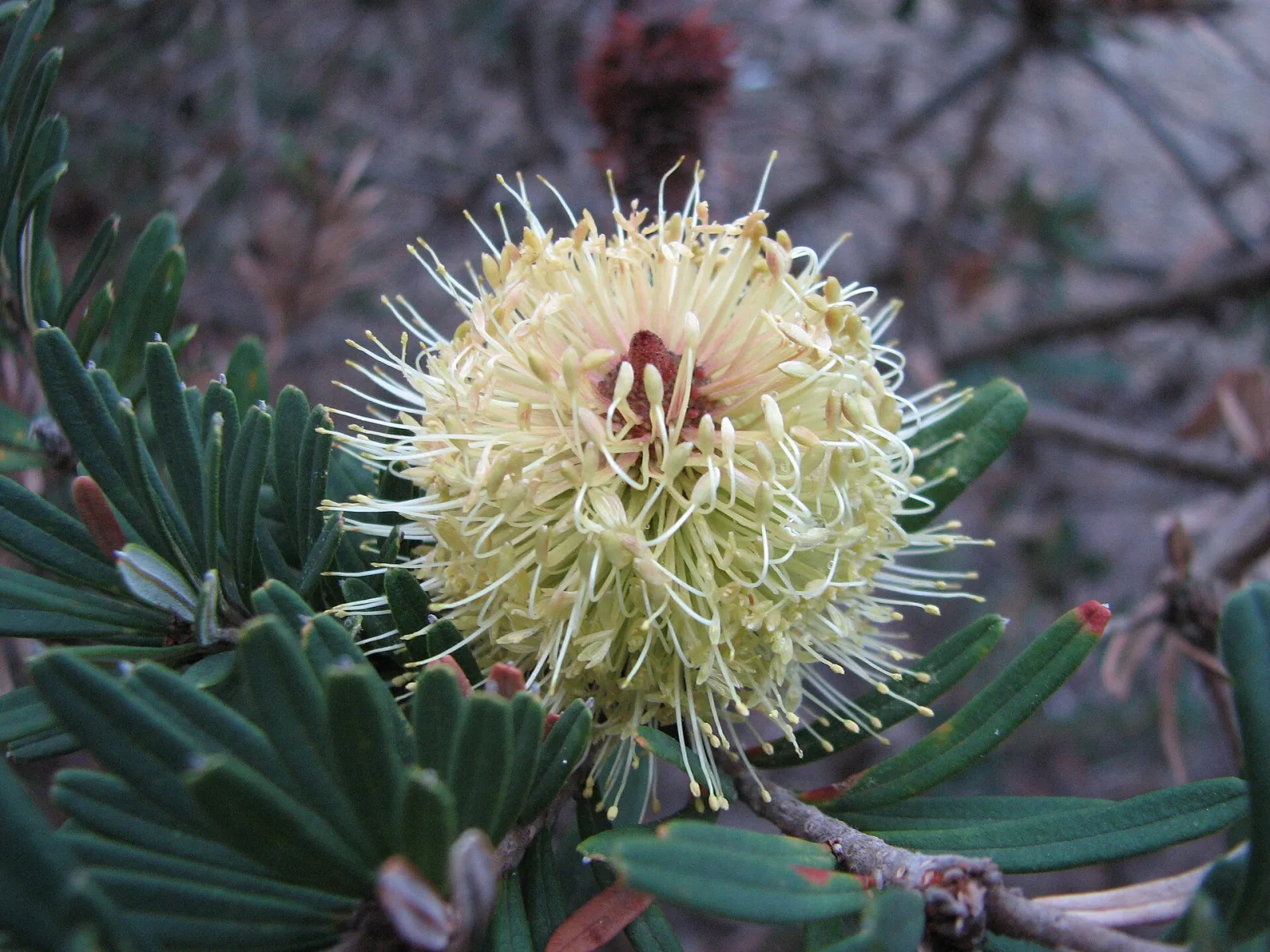 Mallacoota