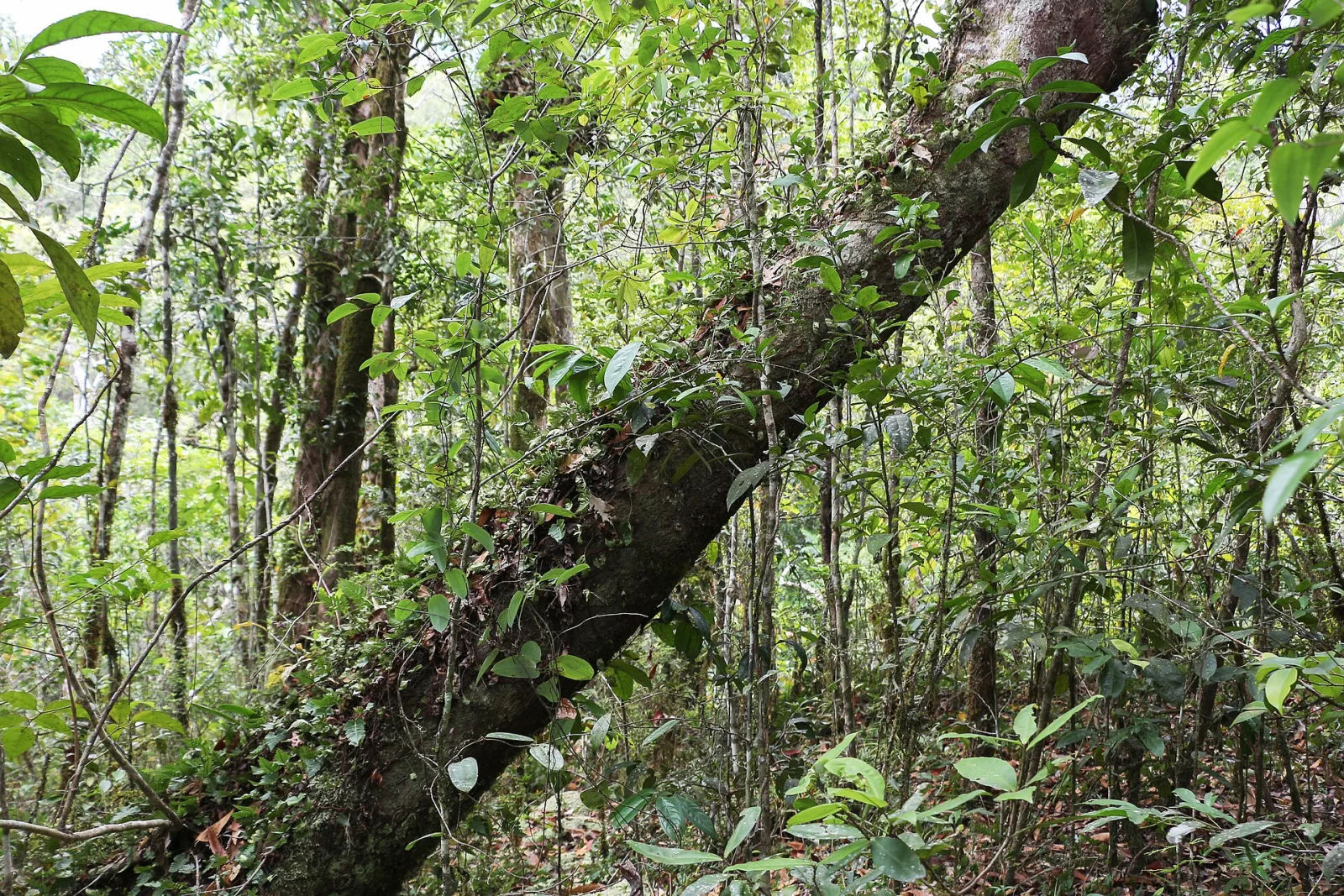 Rainforest in Mossman Gorge, Daintree National Park, Queensland, Australia