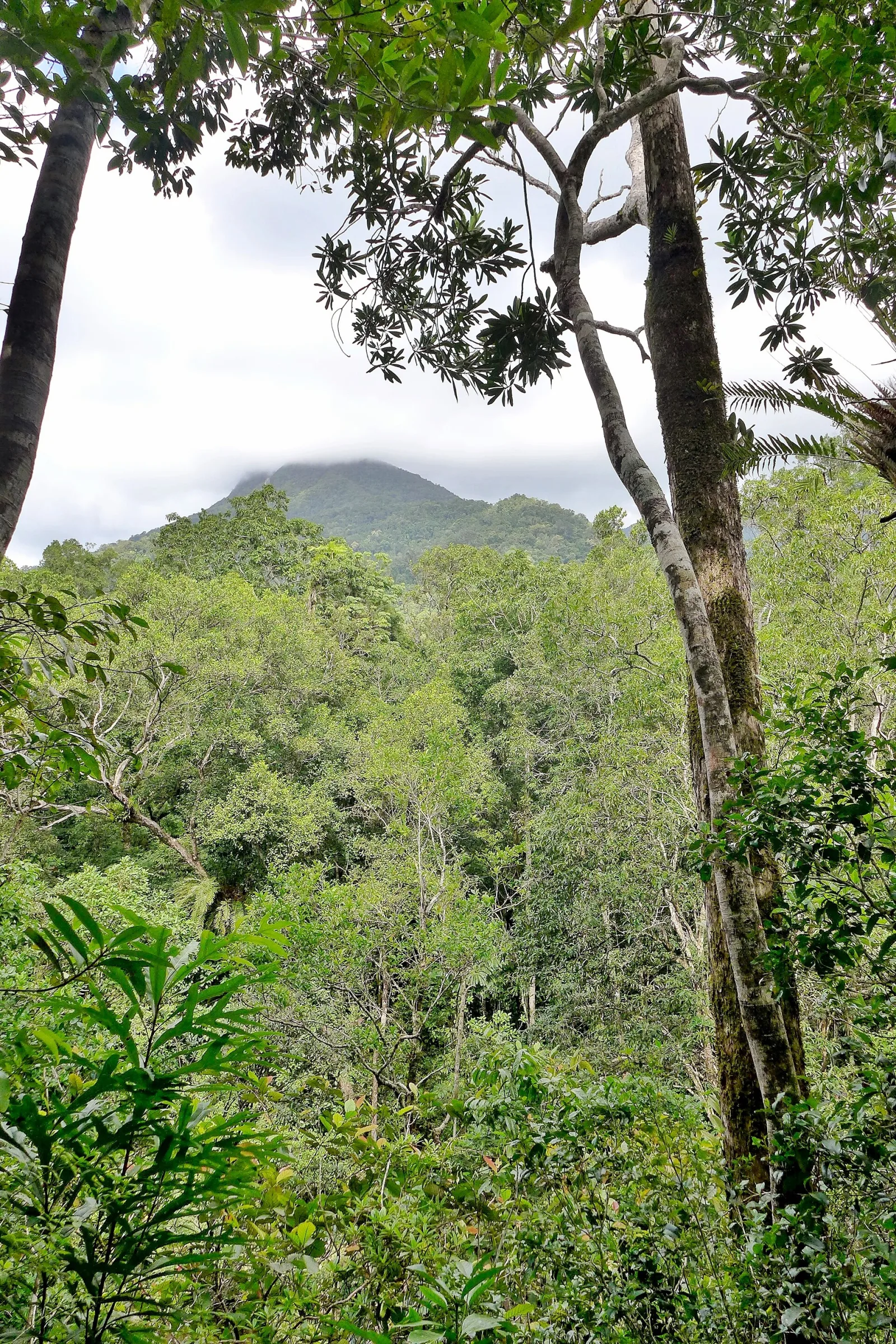 View of Mossman Gorge, Daintree National Park, Far North Queensland, Australia.