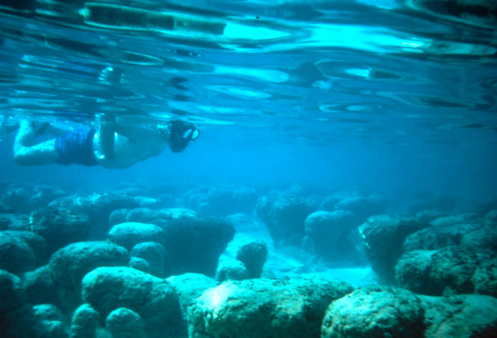 Original caption: A field of living stromatolites in permanently subtidal seawater offshore Carbla Point near Hamelin Pool in Shark Bay. Junior author for scale