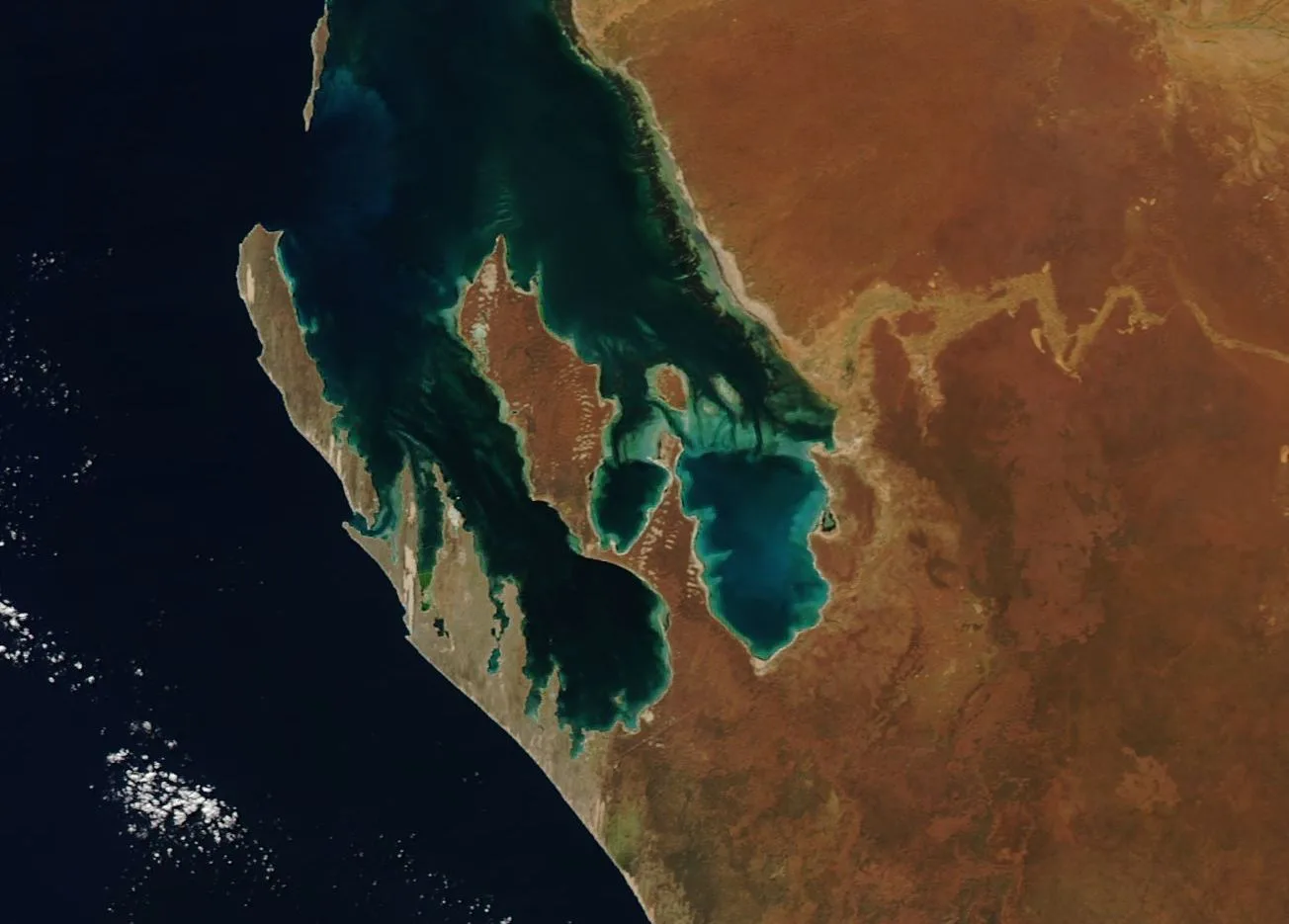 Swirls of bright blue in the waters of Shark Bay, Australia point to the presence of phytoplankton in the bay. These plant-like microscopic organisms exist in the waters year-round, but reproduce in large numbers in when nutrients, daylight length, and water temperatures are favorable. At such times, the blooms become so large that they can easily be seen from space. Like terrestrial plants, phytoplankton play an important role in the carbon cycle by using photosynthesis to consume carbon dioxide and release oxygen. In addition, carbon can be sequestered in the ocean bottoms as the organisms dies. Phytoplankton also form the base of the marine food web, feeding everything from the microscopic, animal-like zooplankton to multi-ton whales. Smaller fish and invertebrates also graze on phytoplankton and those organisms in turn feed other fish, mammals, birds – and even humans. Shark Bay has been designated as a UNESCO World Heritage Site notable for its luxuriant beds of sea-grass, for providing a home to the dugong (sea cow), and for its rich biodiversity. Not only does phytoplankton exist in these waters, but so does another plant-like feature: stromatolites. These are large colonies of algae which form hard, dome-shaped deposits. According to the UNESCO description, these stromatolites are among the oldest forms of life on Earth. Shark Bay is also home to five endangered species of mammals. The Moderate Resolution Imaging Spectroradiometer (MODIS) aboard NASA’s Aqua satellite acquired this true-color image of Shark Bay, Australia on July 10, 2018.