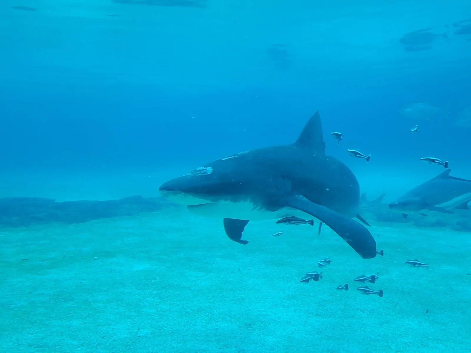 Shark Bay (attraction at Sea World, in Gold Coast, Australia)