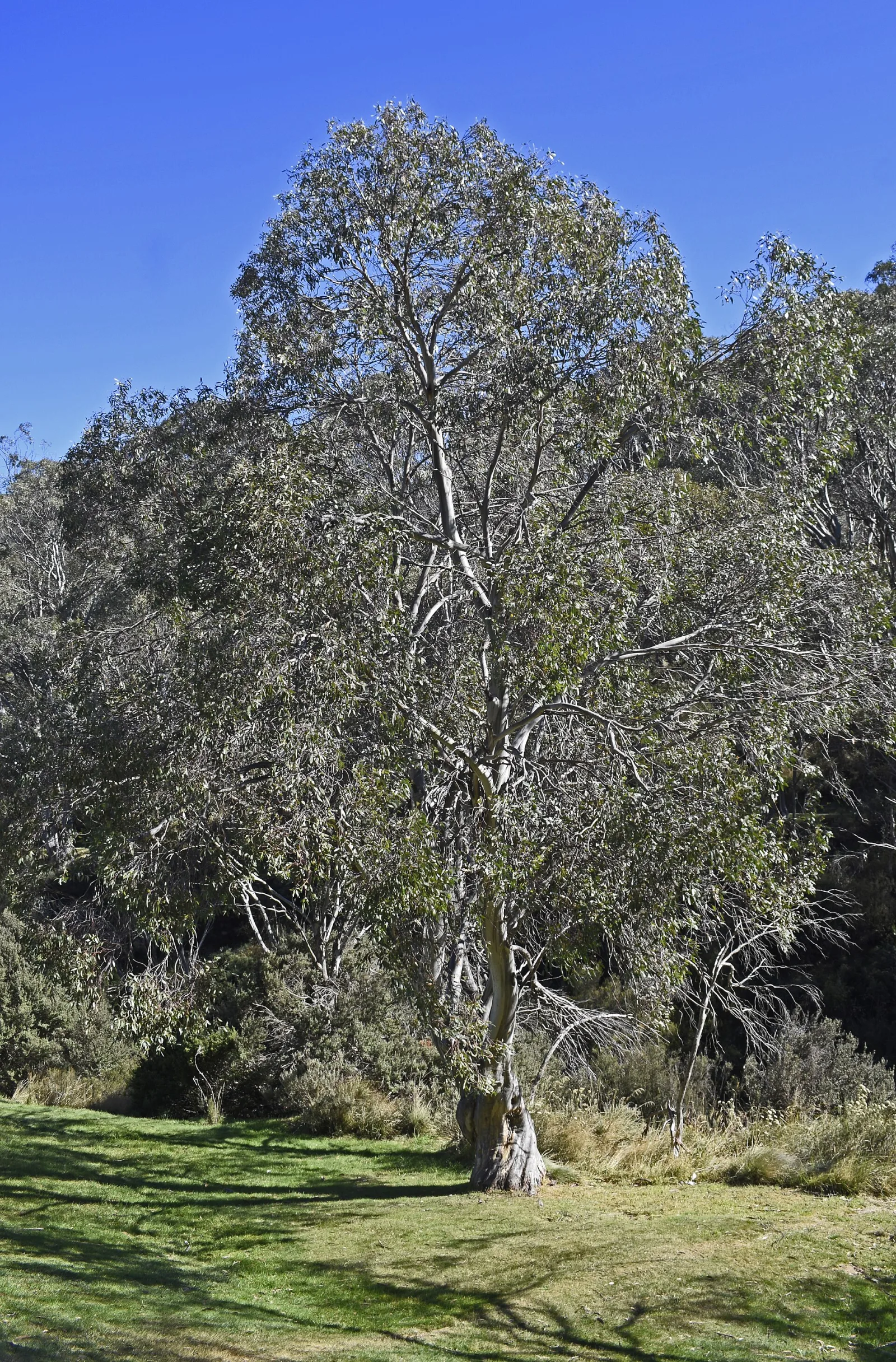 Thredbo